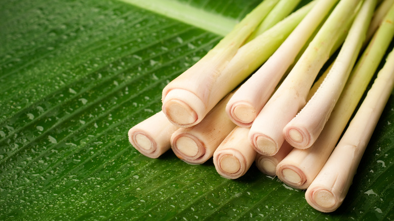 Fresh lemongrass