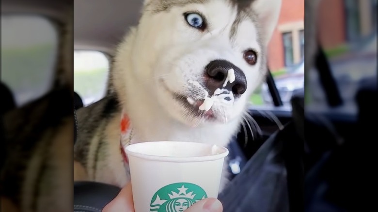 Dog eating Starbucks Puppuccino