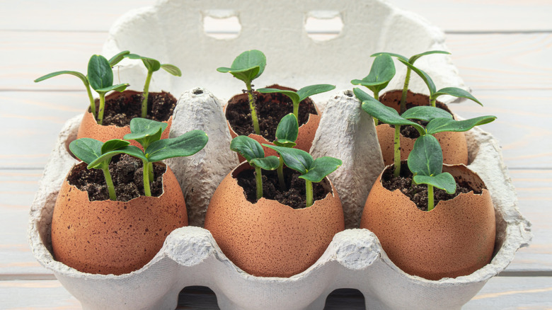 Egg shells used as seed starters