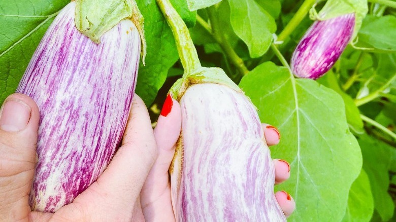 antigua eggplant