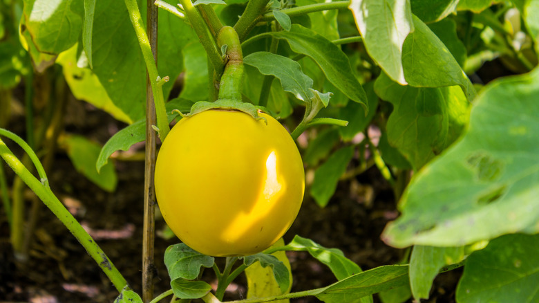 baby yellow eggplant on plant