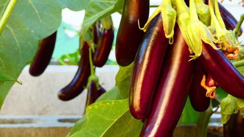 Little fingers eggplants on plant