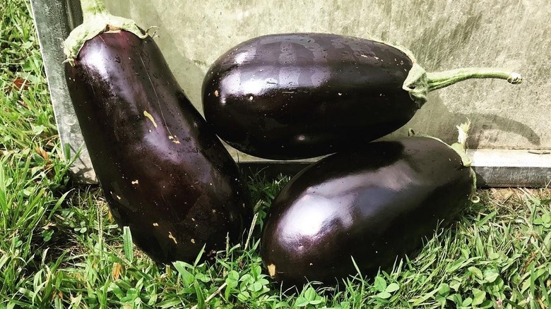 Three Nadia eggplants