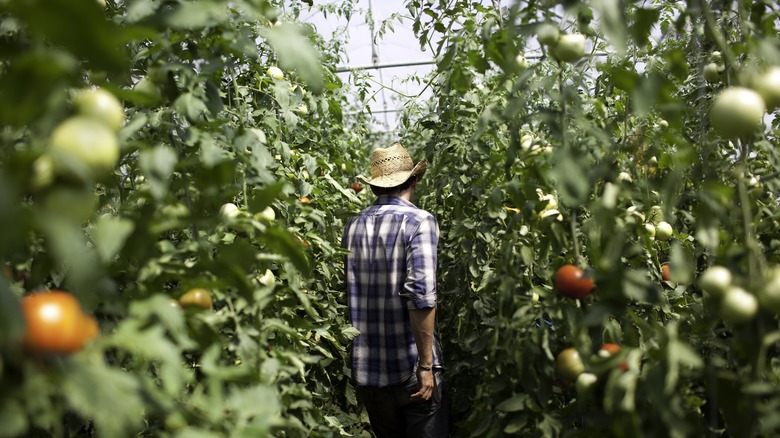 Tomatoes in greenhouse