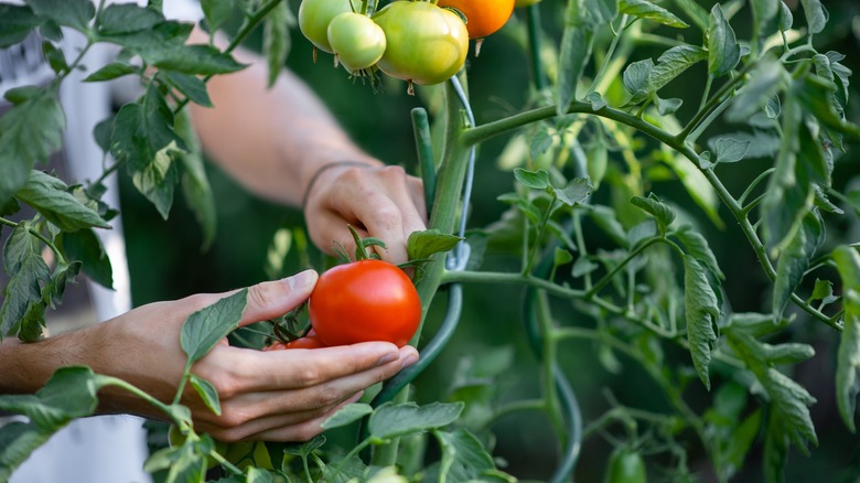 Tomatoes being picked off plant