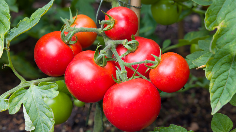 Tomatoes on vine