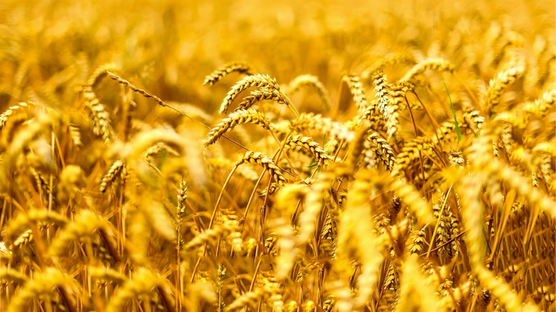 Field of wheat 