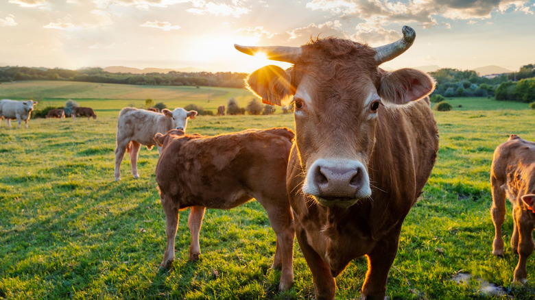 Cows grazing on grass 