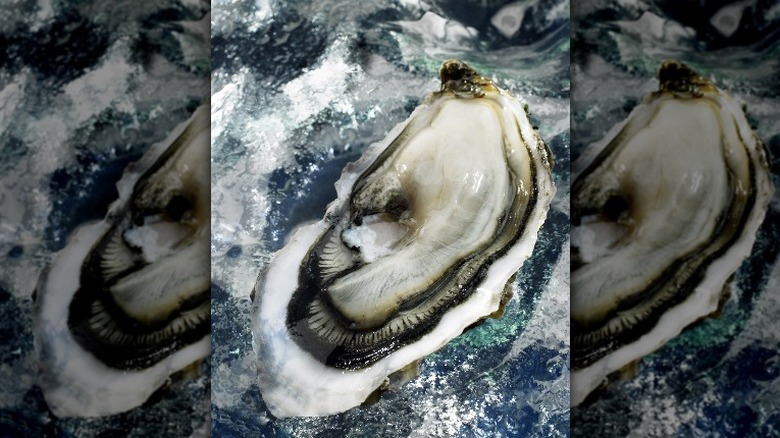 raw oyster close up 