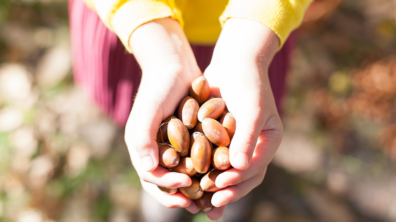 acorn handful