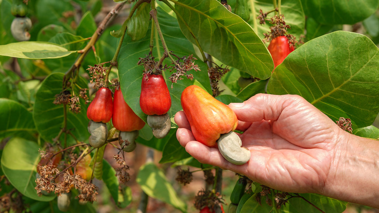 cashews