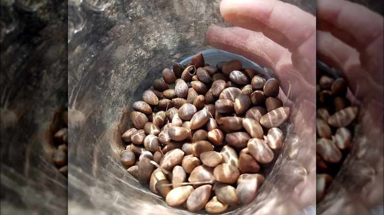 pinon nut