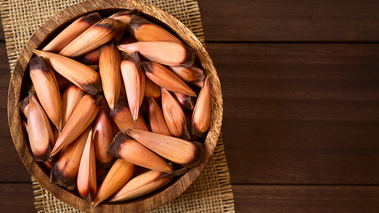 monkey puzzle nuts