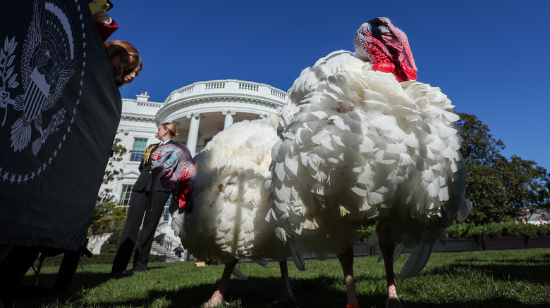 Pardoned turkey standing