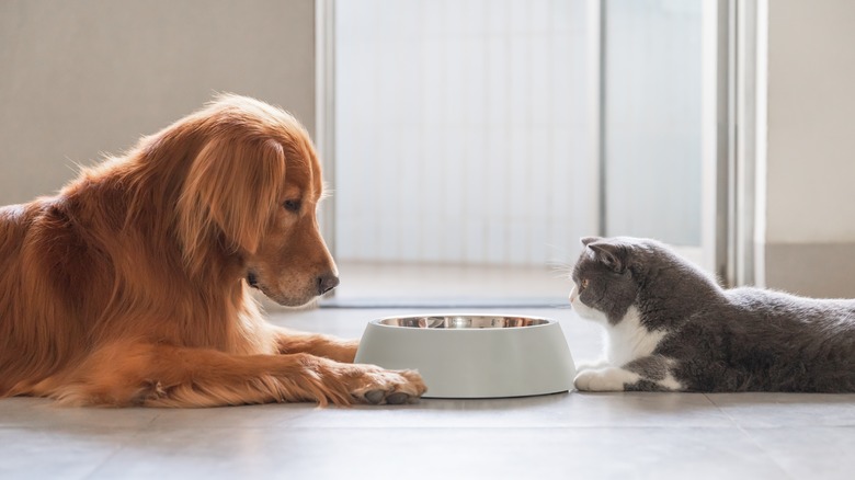 Dog and cat look at food bowl