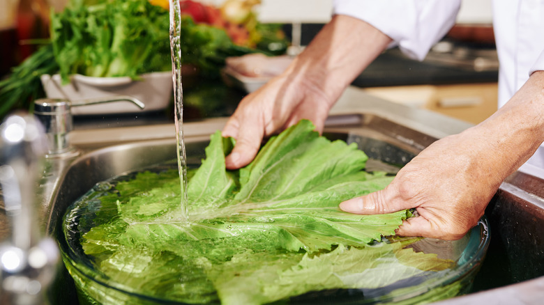 lettuce in colander in sink with hands and water