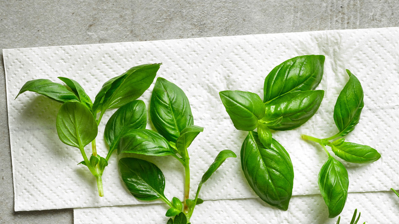 Fresh basil on paper towel