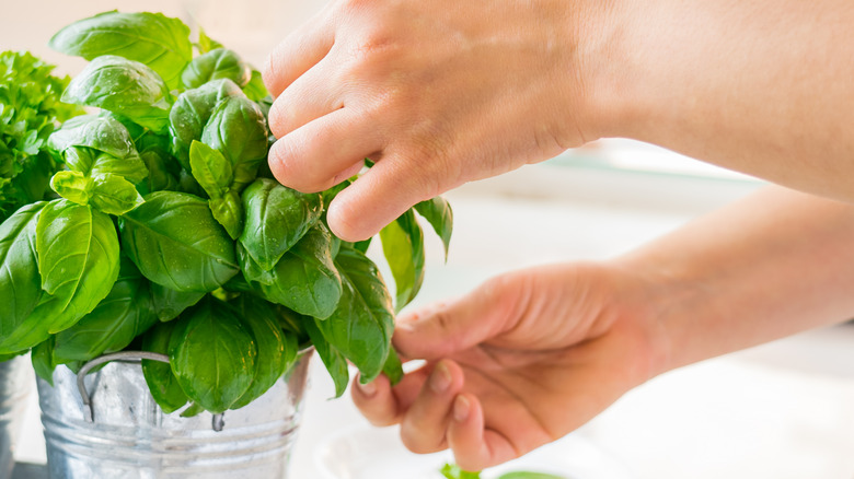 Person tending to basil