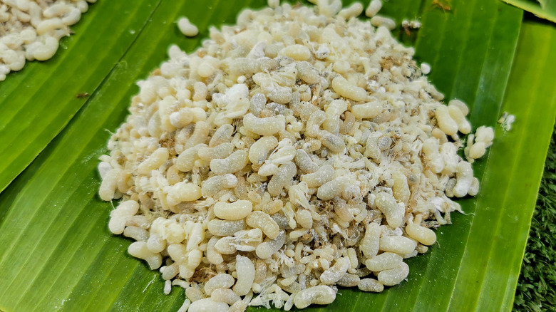 Pile of ant larvae on a leaf