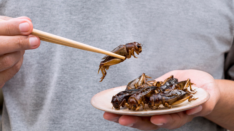 Person holding a roasted cricket with chopsticks