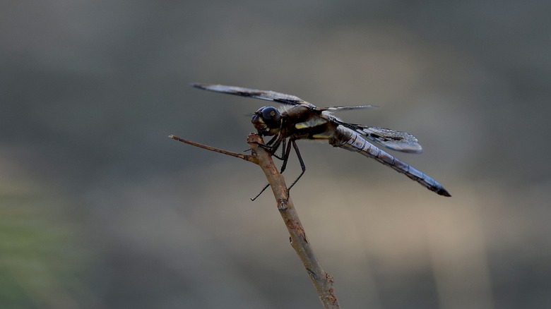 Dragonfly resting on a twig