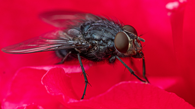 Black fly resting on a flower petal