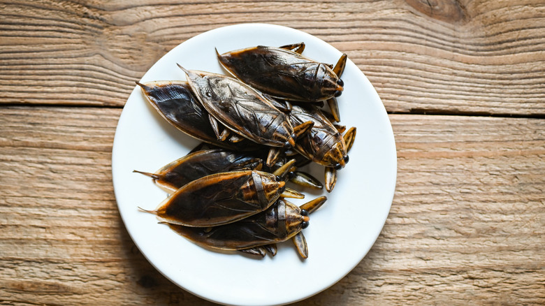 Giant water bugs presented on a white plate