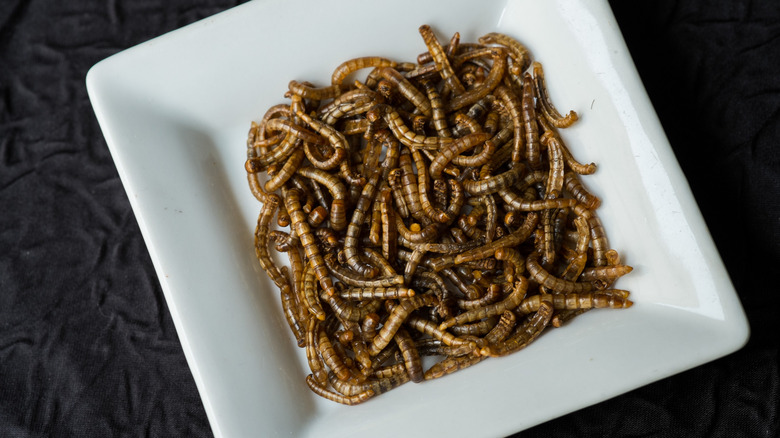 A square dish of roasted mealworms