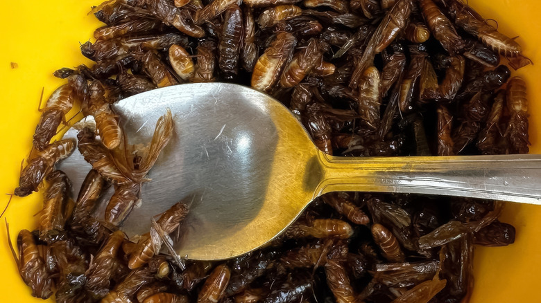 Bowl of flying termites