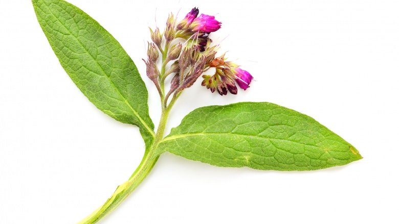 comfrey plant