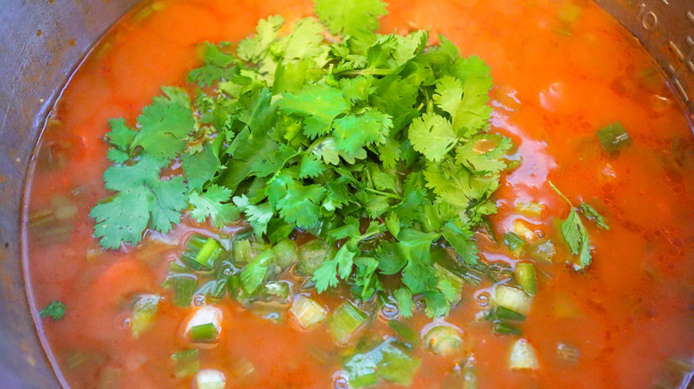 cilantro in pot