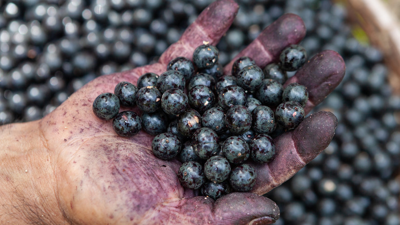 acai berries in man's hand