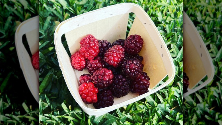 boysenberries in a tray