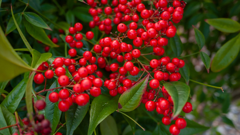 buffaloberries on a branch