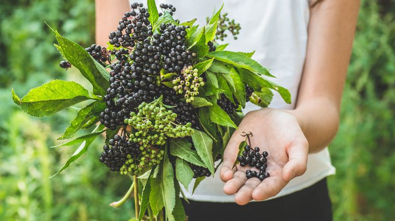 elderberries in someone's hand