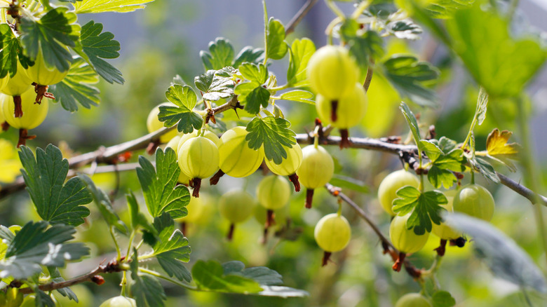gooseberries on a branch