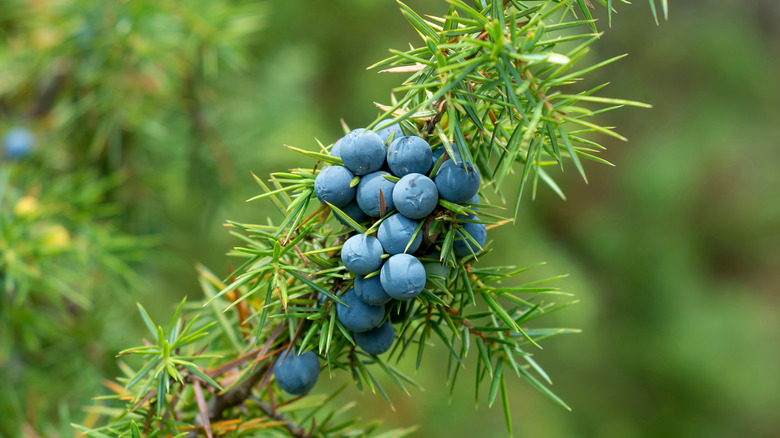 juniper berries hanging from branch