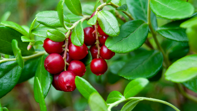 Lingonberries hanging from branch