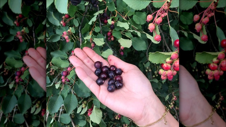 saskatoon stains on hands with berries