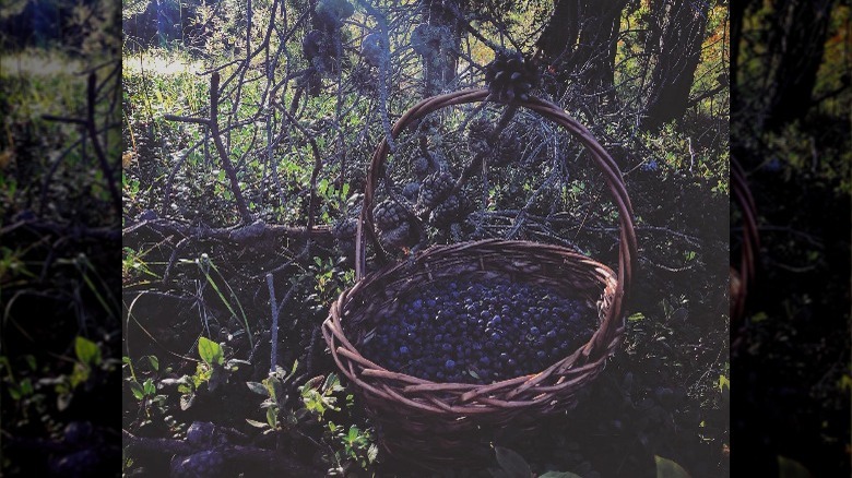 harvested wild blueberries