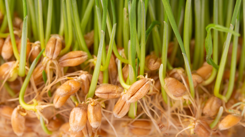 Sprouted wheat germs