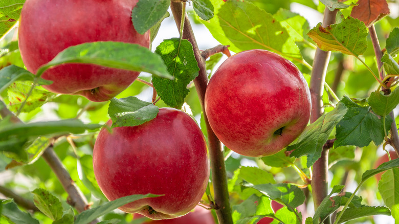 Three apples on a tree 