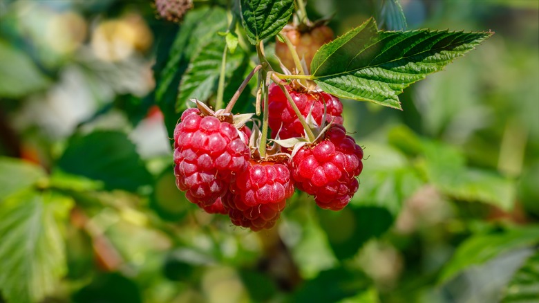 Branch with two raspberries