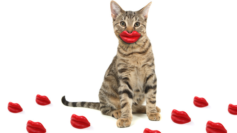 Cat wearing wax lips candy