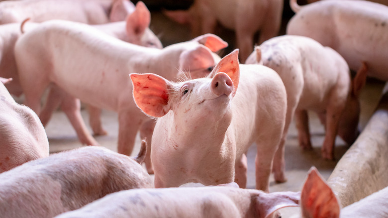 pigs at farm