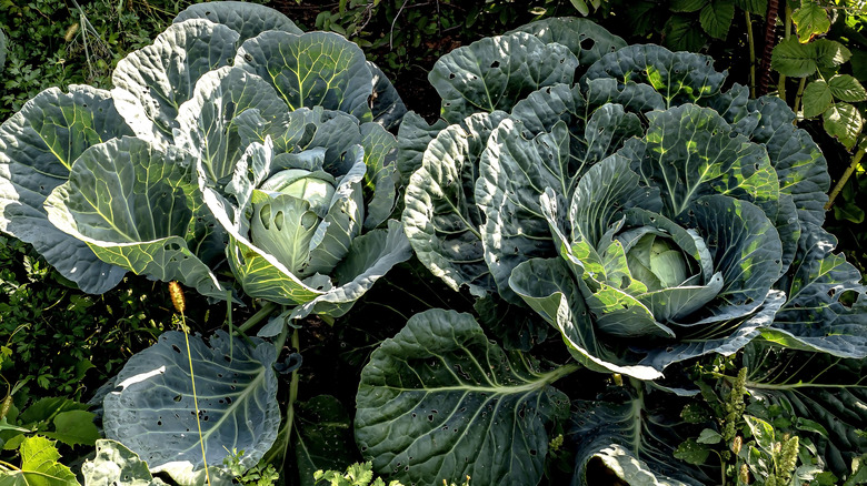 ripe cabbage heads in garden