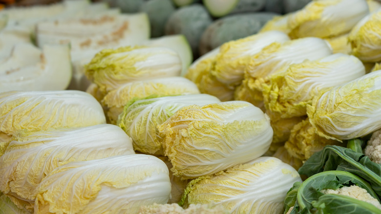 Napa cabbage