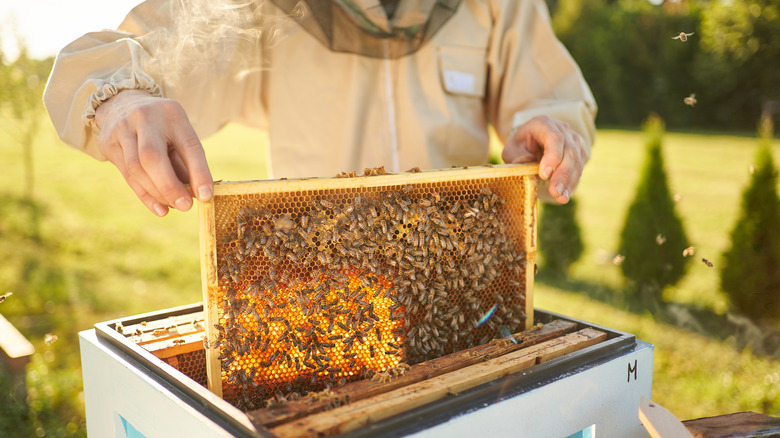 Beekeeper removing frames from a beehive