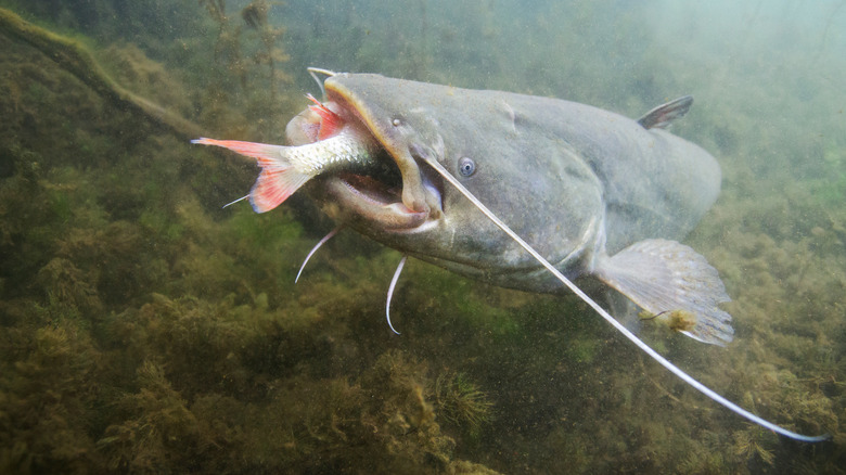 catfish eating another fish