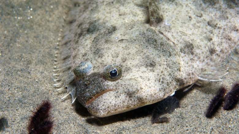 Pacific halibut